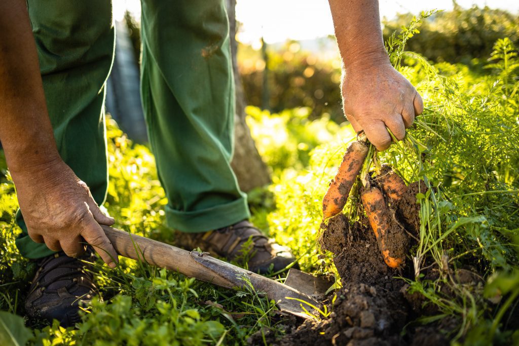 Hand von einem Landwirt, dessen Schuhe und Beine zu sehen sind. Er holt mit einer Schaufel und der anderen Hand einen Bund Möhren aus dem Boden